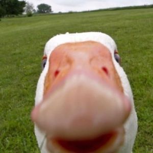 Meet your Posher, Cam